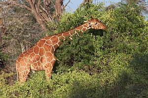 girafe réticulée 06