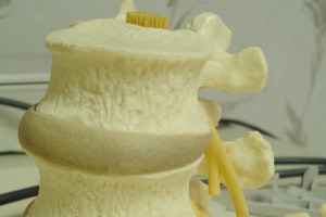 vertebrae-model-200-300