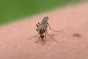 mosquito-bite-200-300